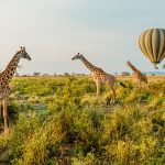 Giraffe-in-Serengeti-National-Park-Easy-Travel-Tanzania