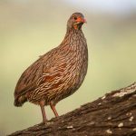 grey-breasted-spurfowl
