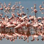 Ngorongoro-Flamingos-750x450