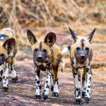 Nyerere-National-Park-is-known-for-its-wild-dog-populations