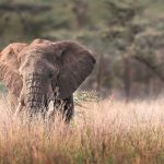 nyerere-national-park-banner